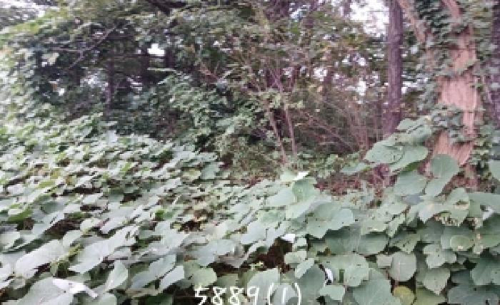 부산 기장군 기장읍 임야 경매 물건 사진