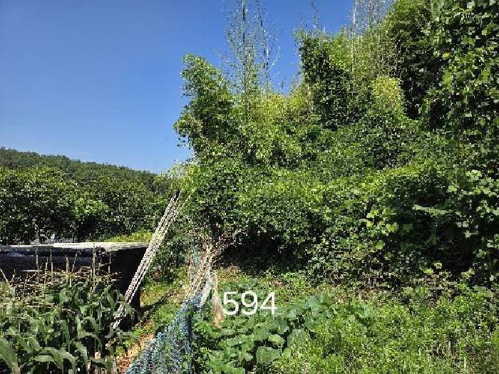 부산 기장군 철마면 임야 경매 물건 사진 3 · 2025타경594
