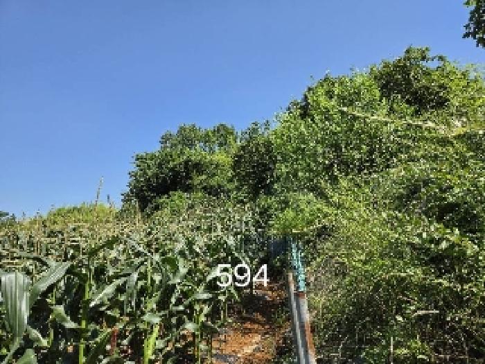 부산 기장군 철마면 임야 경매 물건 사진 4 · 2025타경594
