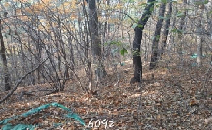 부산 기장군 철마면 대지,임야,전답 경매 물건 사진