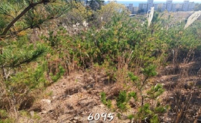 부산 기장군 장안읍 임야 경매 물건 사진