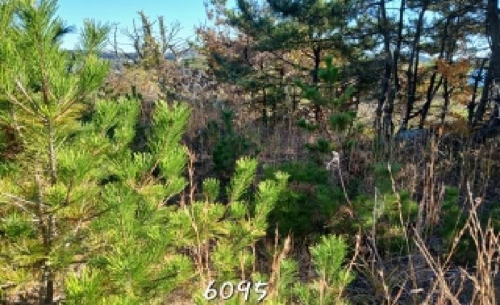 부산 기장군 장안읍 임야 경매 물건 사진 3 · 2025타경6095