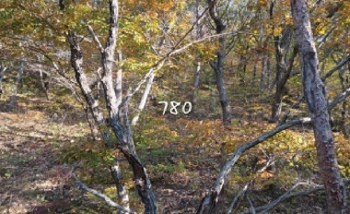 부산 기장군 철마면 임야 경매 물건 사진 4 · 2025타경780