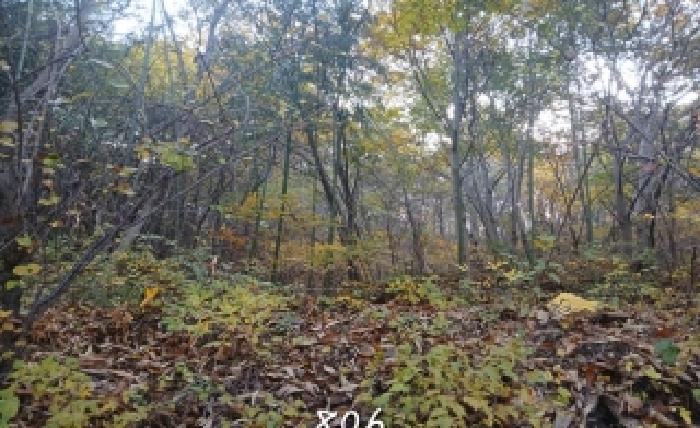 부산 기장군 철마면 임야 경매 물건 사진 4 · 2025타경806