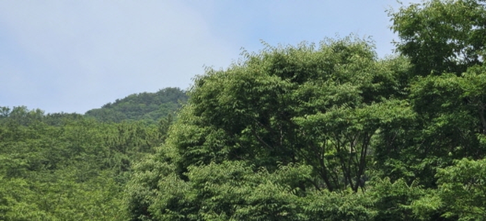 부산 사상구 학장동 임야 경매 물건 사진