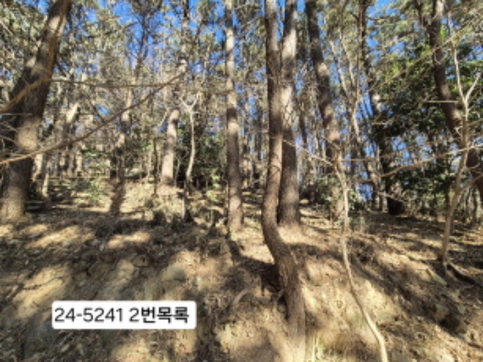 부산 사하구 괴정동 임야 경매 물건 사진 5 · 2024타경5241