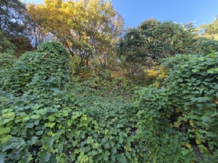 부산 북구 만덕동 임야 경매 물건 사진