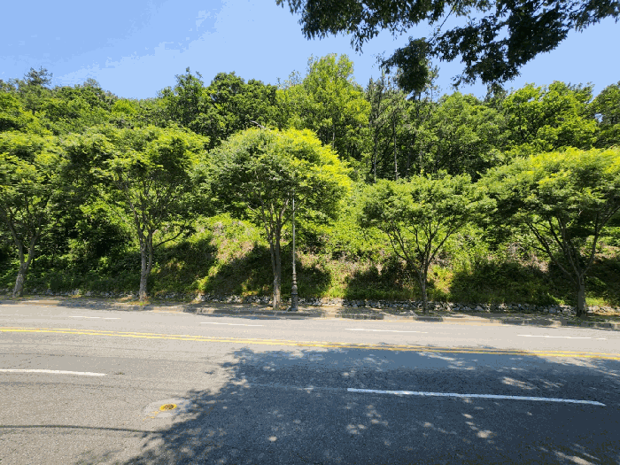 부산광역시 강서구 지사동 산190-1 임야 경매 물건 사진