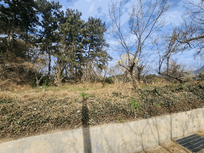 부산 강서구 죽림동 과수원 경매 물건 사진 5 · 2025타경823