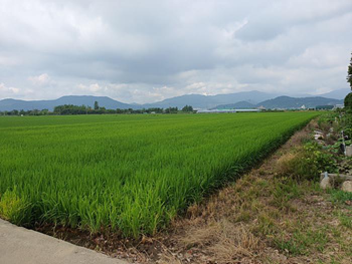 경남 김해시 전하동 답 경매 물건 사진