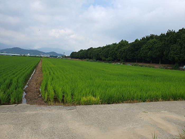 경남 김해시 전하동 답 경매 물건 사진 2 · 2025타경11729