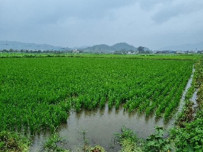 경남 창원시 의창구 대산면 답 경매 물건 사진