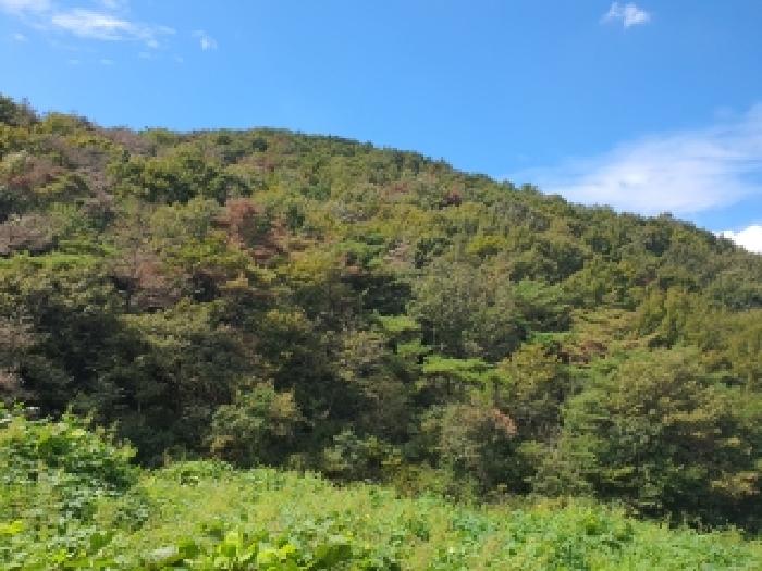 경남 김해시 생림면 임야 경매 물건 사진