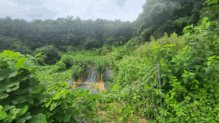 경상남도 창원시 진해구 가주동 670-2 전답 경매 물건 사진