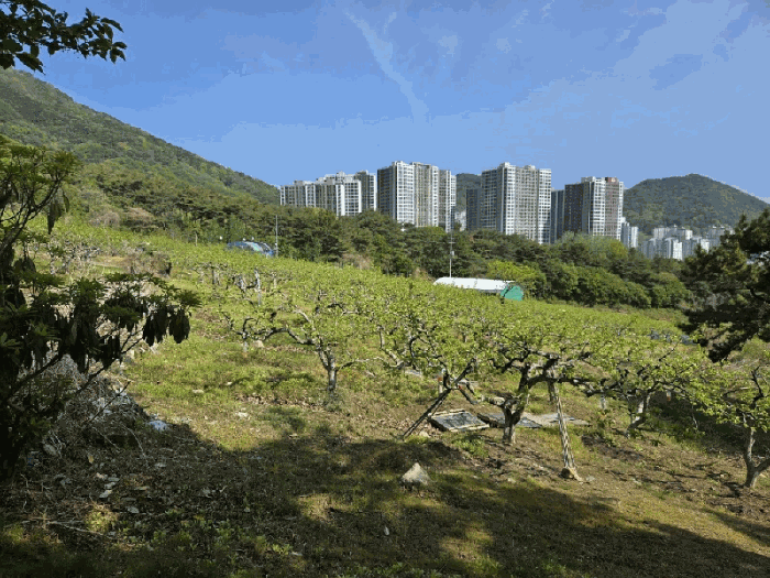 경남 창원시 의창구 북면 과수원 경매 물건 사진 6 · 2025타경437