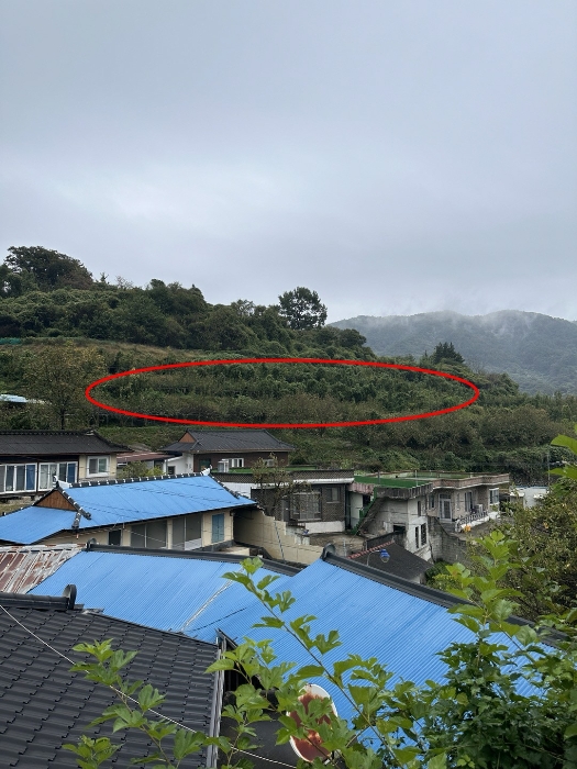 경상남도 하동군 하동읍 두곡리 1000 과수원 경매 물건 사진