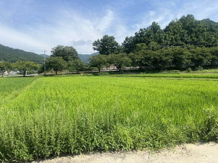 경남 산청군 오부면 답 경매 물건 사진 2 · 2024타경4307