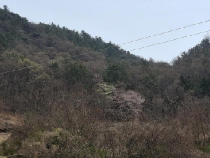 경남 사천시 실안동 임야 경매 물건 사진