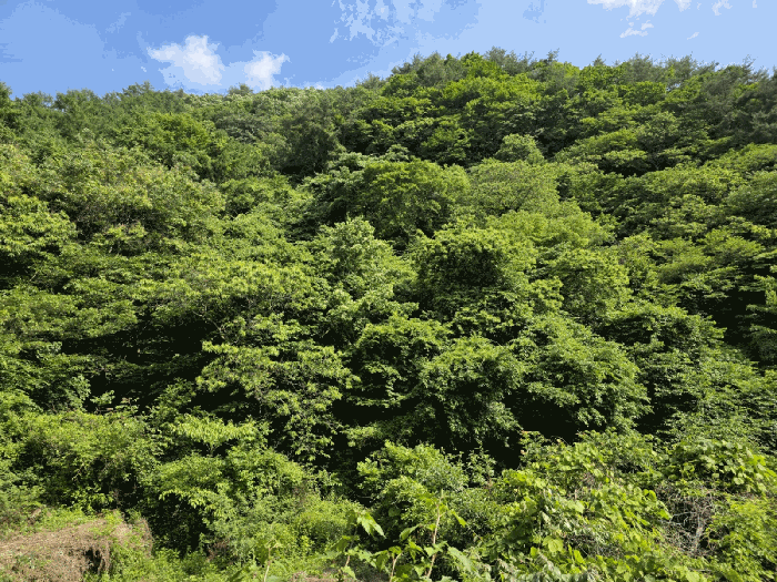 경남 하동군 화개면 임야 경매 물건 사진 6 · 2025타경30865