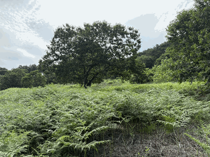 경남 하동군 고전면 임야 경매 물건 사진 6 · 2025타경30945