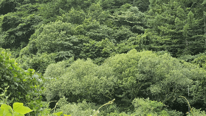 경남 하동군 청암면 답 경매 물건 사진 5 · 2025타경30978