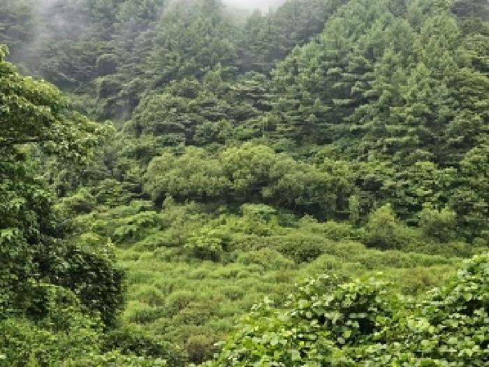 경남 하동군 청암면 답 경매 물건 사진