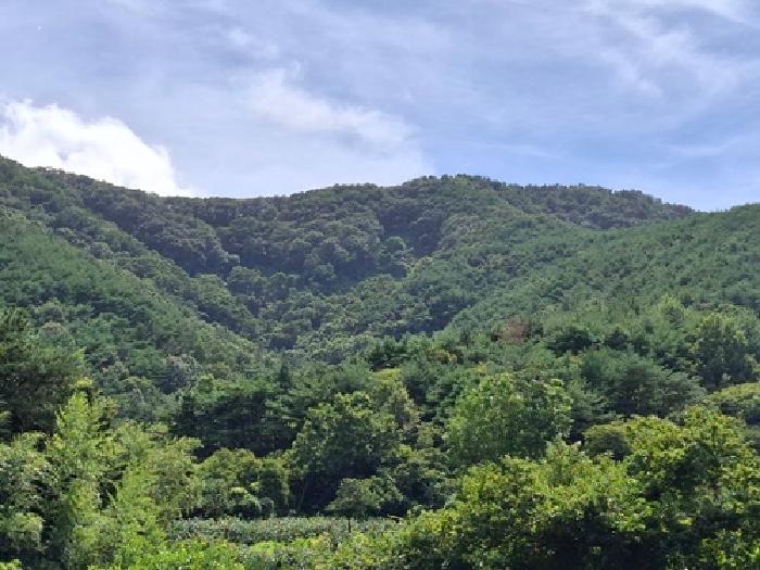 경남 사천시 정동면 임야 경매 물건 사진