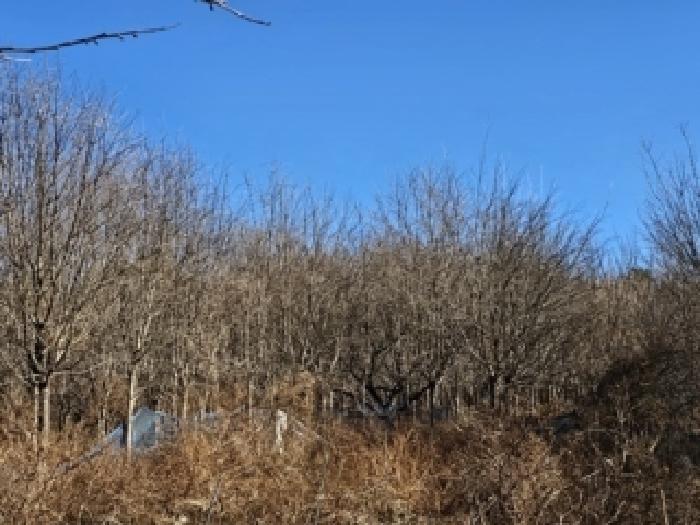경남 진주시 집현면 과수원 경매 물건 사진 4 · 2025타경31415