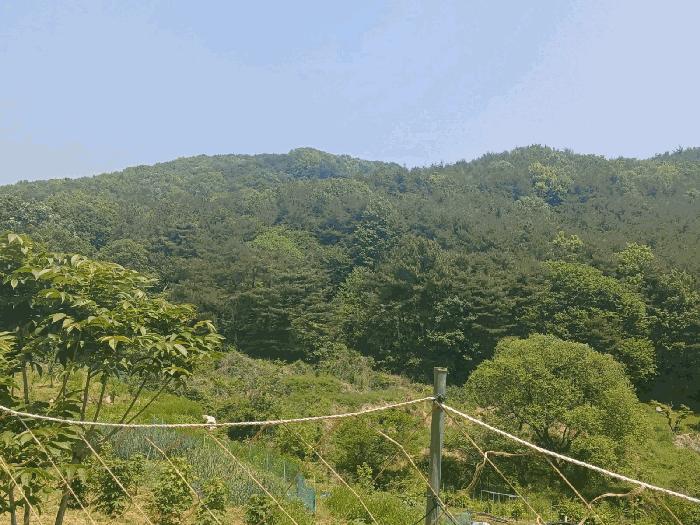 경상남도 산청군 신안면 안봉리 산224-2 임야 경매 물건 사진