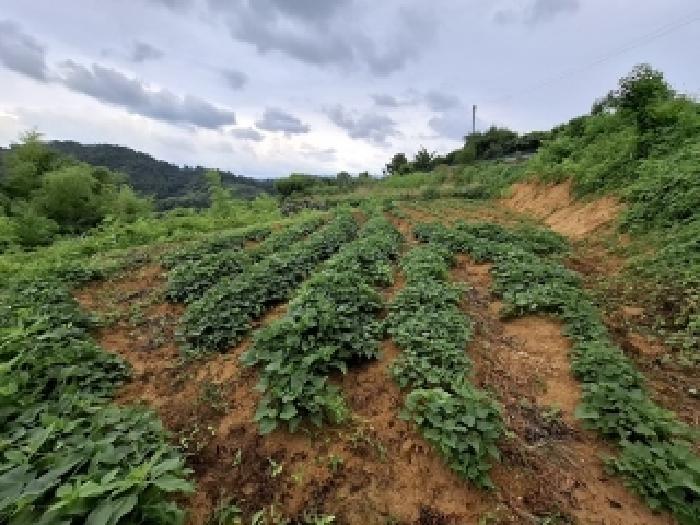 경남 진주시 정촌면 과수원 경매 물건 사진