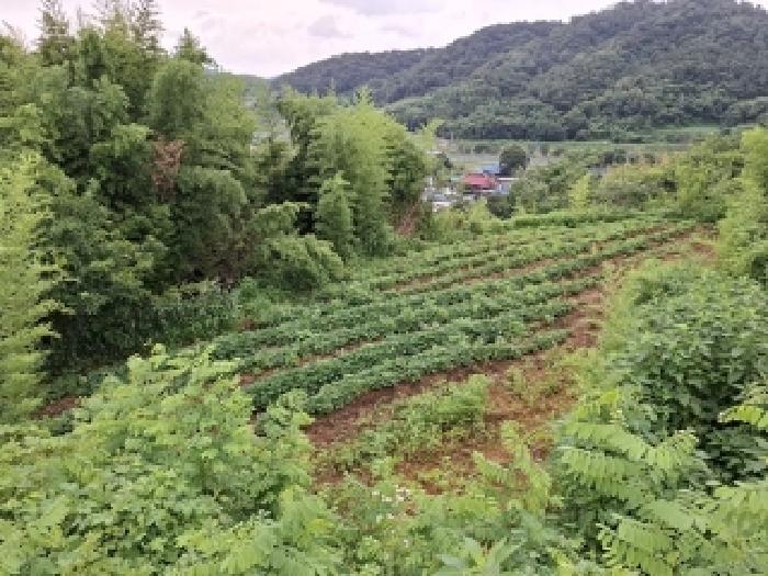 경남 진주시 정촌면 과수원 경매 물건 사진 3 · 2025타경800
