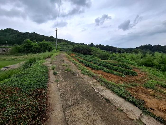 경남 진주시 정촌면 과수원 경매 물건 사진 4 · 2025타경800