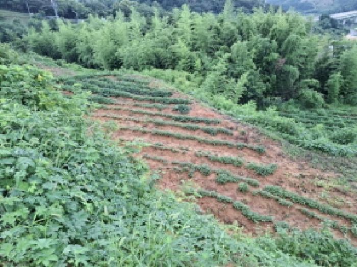 경남 진주시 정촌면 과수원 경매 물건 사진 5 · 2025타경800