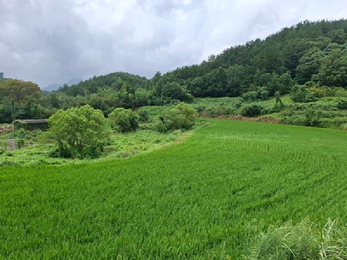 경남 남해군 삼동면 답 경매 물건 사진 5 · 2025타경824