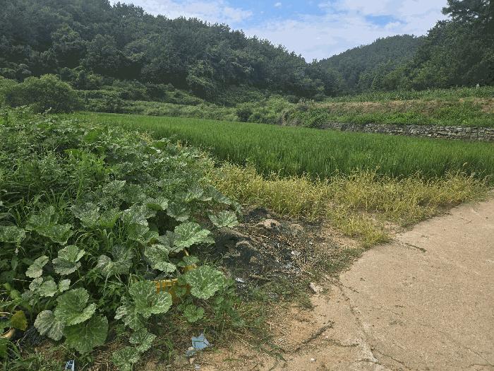 경남 남해군 삼동면 답 경매 물건 사진 4 · 2025타경824