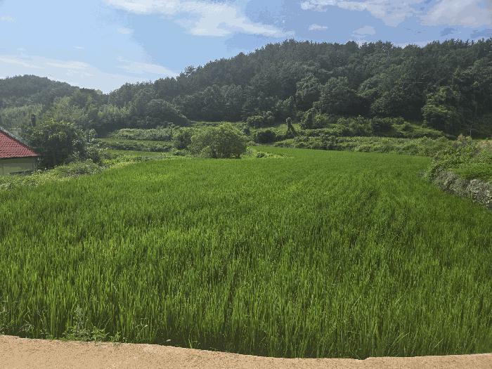 경남 남해군 삼동면 답 경매 물건 사진 6 · 2025타경824