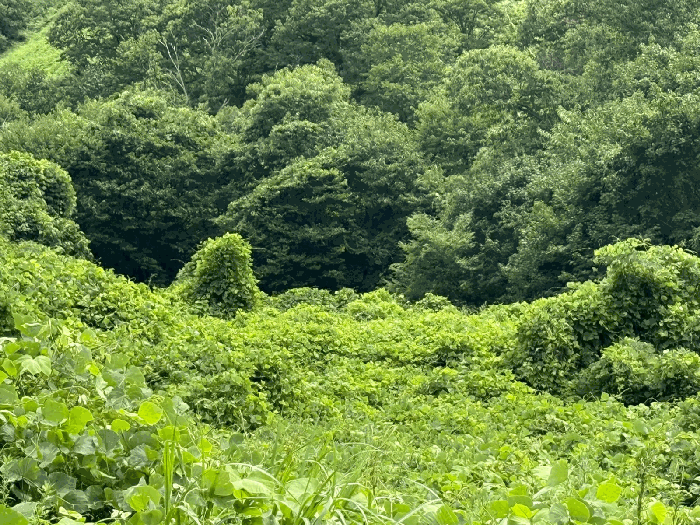 경남 하동군 화개면 답 경매 물건 사진 3 · 2025타경827
