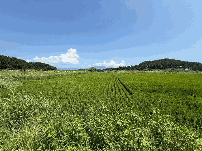 경상남도 사천시 서포면 비토리 119-52 답 경매 물건 사진
