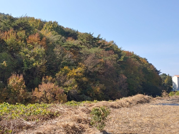 경상남도 통영시 광도면 황리 1063-1 과수원 경매 물건 사진