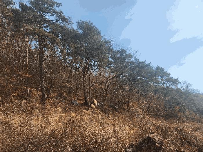 경남 거제시 연초면 임야 경매 물건 사진