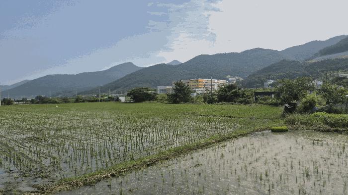 경남 거제시 양정동 답 경매 물건 사진