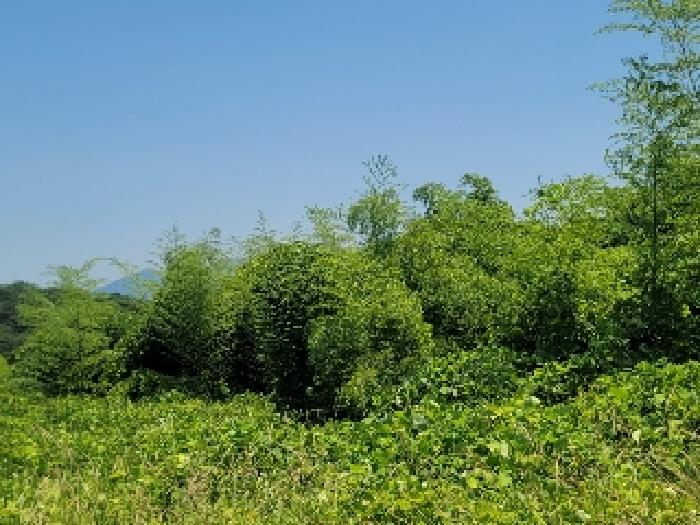 경남 거제시 사등면 임야 경매 물건 사진