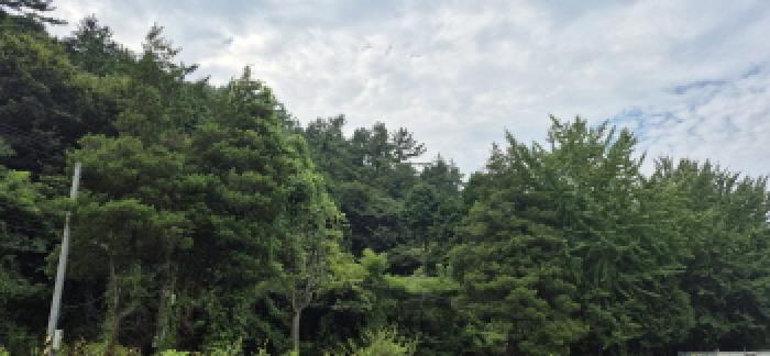경남 고성군 마암면 임야 경매 물건 사진