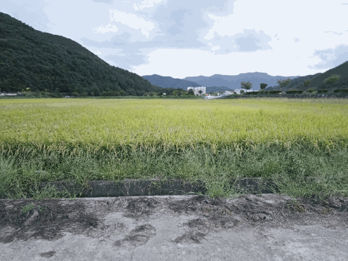 경남 거제시 연초면 답 경매 물건 사진 3 · 2025타경21924