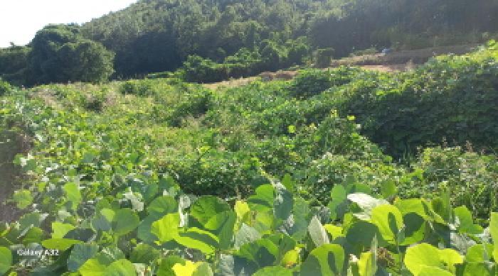 경남 거제시 연초면 전 경매 물건 사진 4 · 2025타경21940