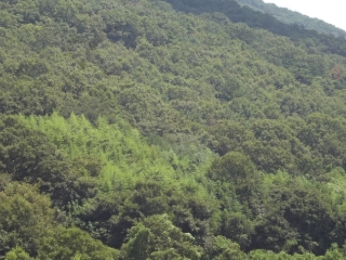 경남 밀양시 무안면 임야 경매 물건 사진 3 · 2024타경12007