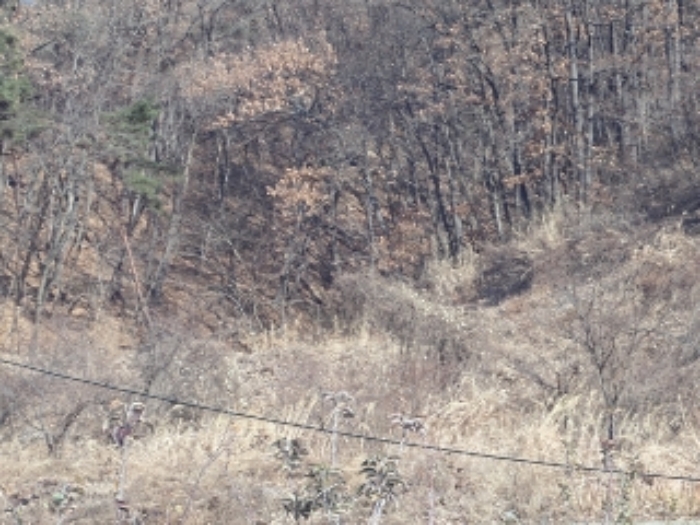경남 밀양시 산내면 임야 경매 물건 사진