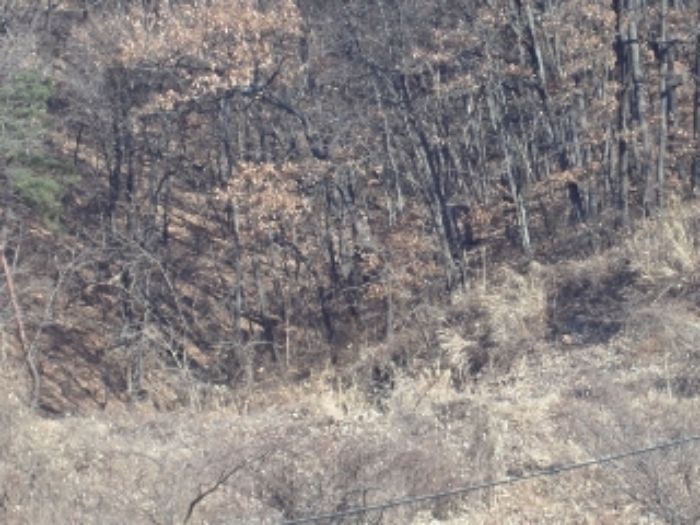 경남 밀양시 산내면 임야 경매 물건 사진 5 · 2024타경13468