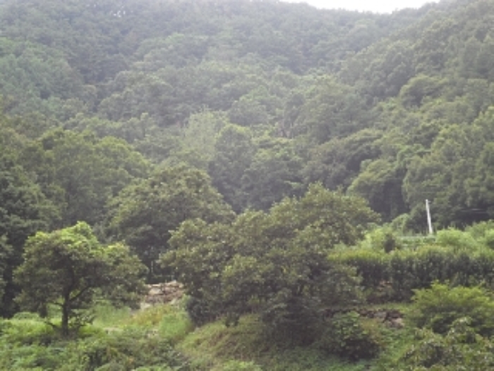 경남 밀양시 단장면 전 경매 물건 사진 4 · 2024타경1700