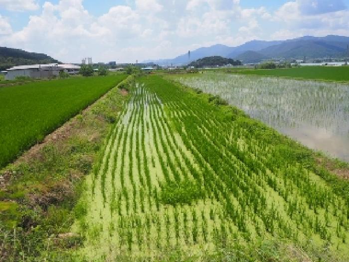 경남 밀양시 부북면 답 경매 물건 사진 6 · 2025타경10416